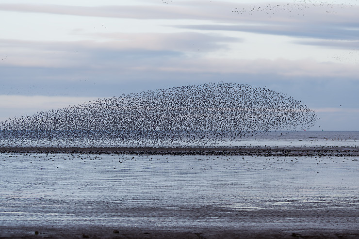 Murmuration