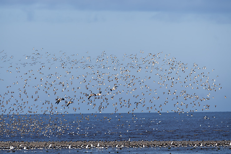 Shelducks Amongst Oystercatchers