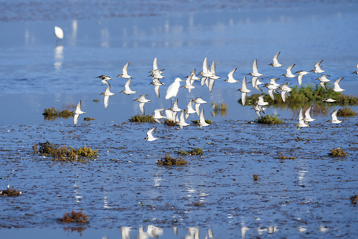 Golden Plover Flock
