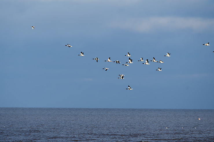 Shelduck Flock