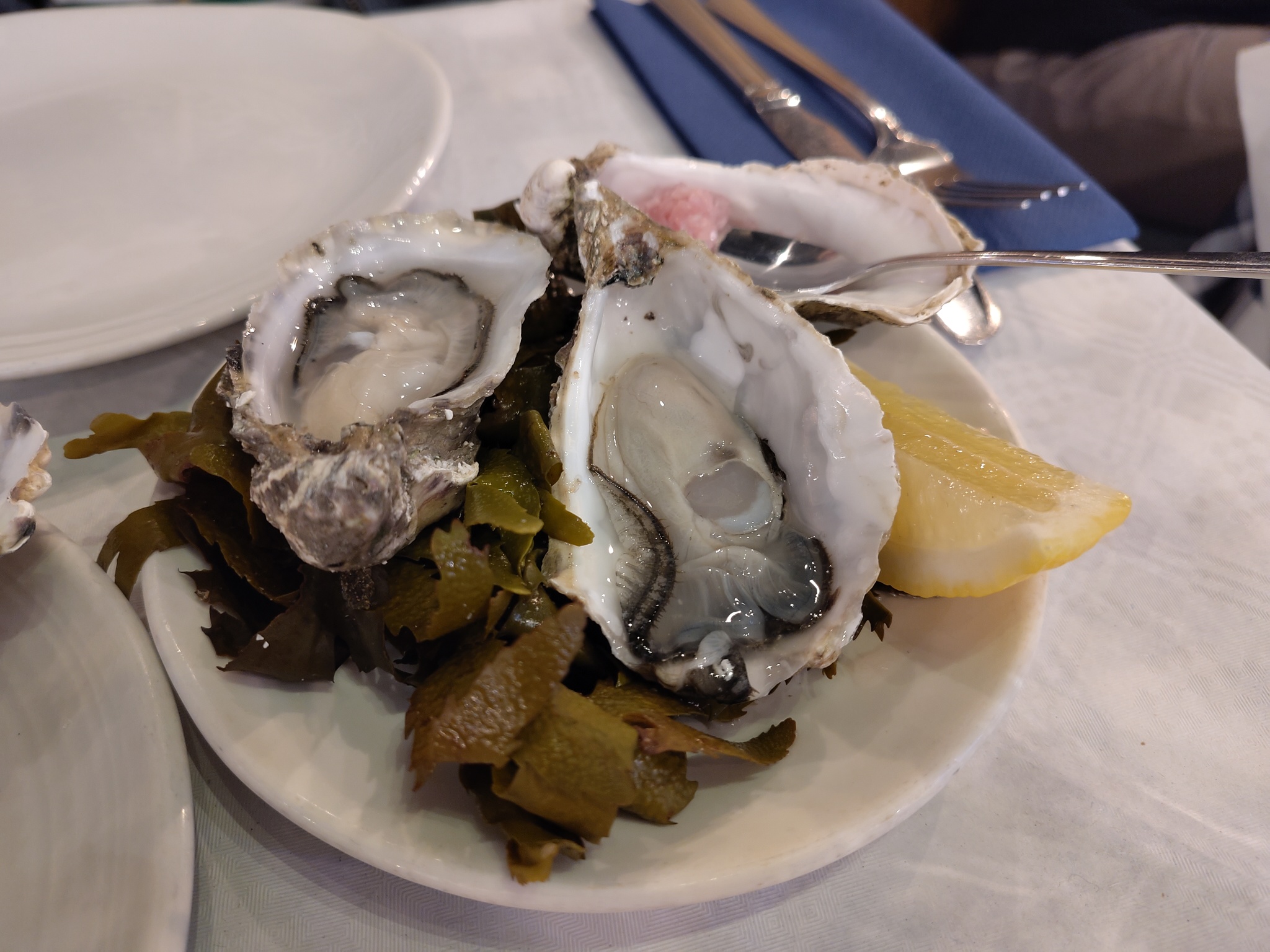 Jersey Rock Oysters